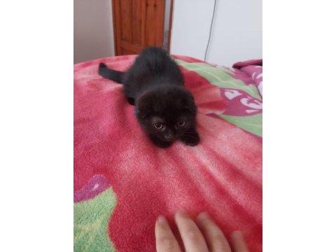 Tatlı scottish fold yavrularımız