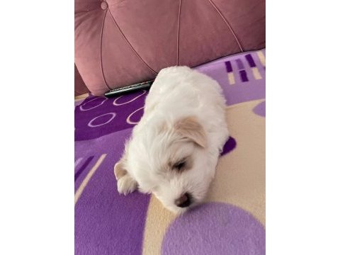 Kore kan maltese terrier yavrular