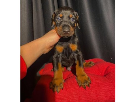 Safkan veterinerden garantili doberman yavruları