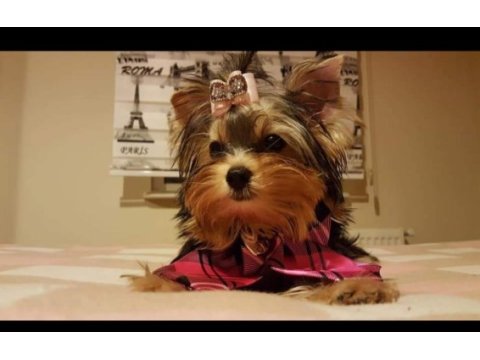 Yorkshire terrier yavrularımız