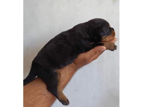 Orjinal rottweiler yavruları rezervede