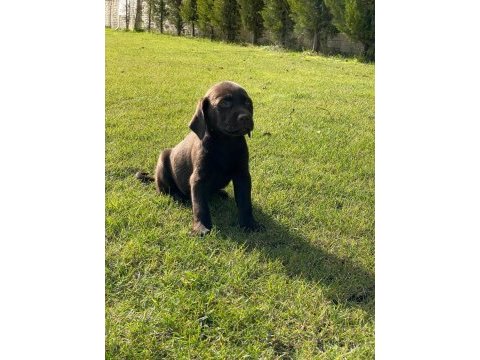 Kahve tüyleri iri patileriyle gerçek labrador retriever