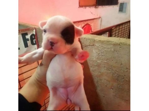 Fransız buldog yavrular