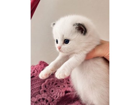 Özel olmak isteyenlere ragdoll