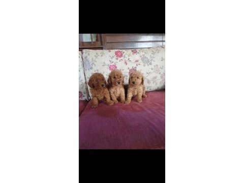 Toy poodle bebekler