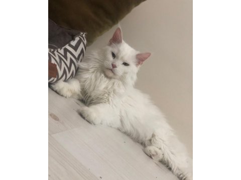 Beyaz maine coon 2 yaşında dişi kedimiz
