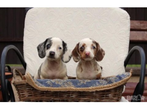 Dachshund kısa ve uzun tüylü yavrular