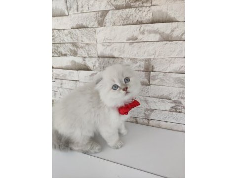 Scottish fold longhair