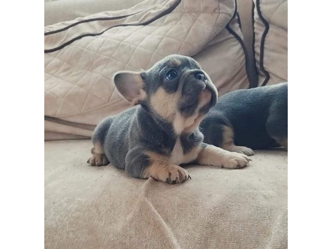 Kim böyle french bulldog güzelliklerin ailesi olmak istemez