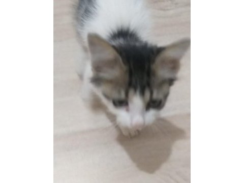 Yavru sokak kedisi