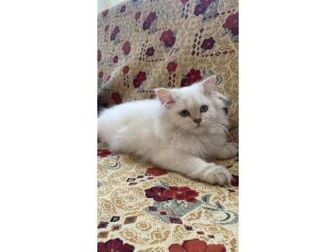 Dişi british longhair 4 aylık