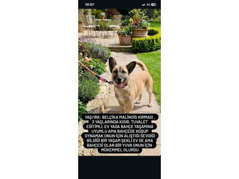 Ücretsiz sahiplendirme köpeğimiz