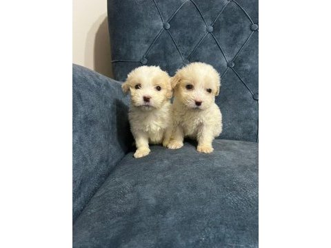 Kar beyaz maltipoo yavrularımız