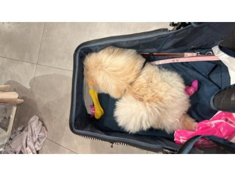 8 aylık pomeranian