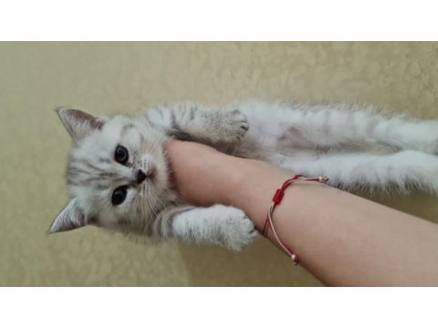 2 aylık british shorthair acil sahiplendirme