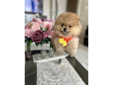 En üst kalite orijinal pomeranian boo ayı surat