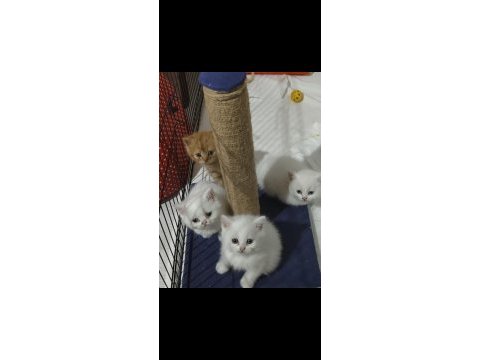 Anne iran chinchilla baba british shorthair