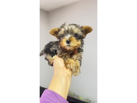 Egzotik yorkshire terrier merle desen