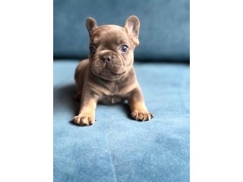 Blue french bulldog yavrularımız
