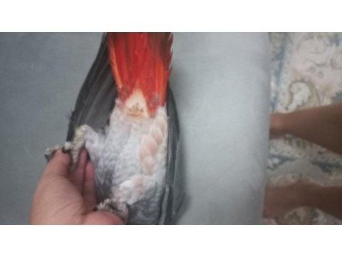 Erkek güzeli bebek jako papağanı