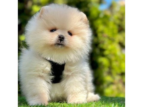 Safkan pomeranian boo yavrularımız