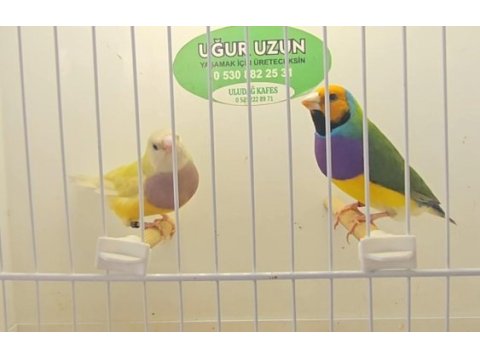 Şampiyonundan jumbo gouldian finch gökkuşağı ispinozu