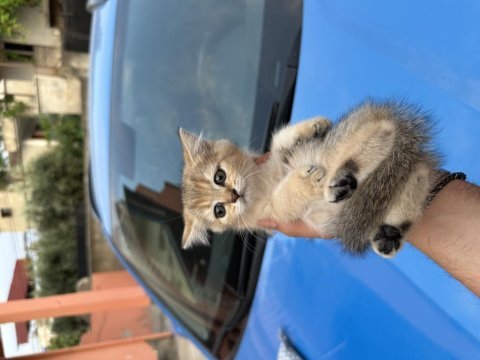 British shorthair yavrularım