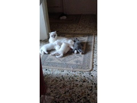 Dişi erkek yavru kedilerimiz