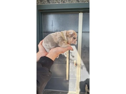 3 kardeş köpekler sahada makineler hazır hızlı çeken kazanır