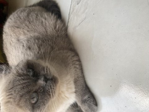 Safkan blue point british kızımız iyi bir aileye verilecek