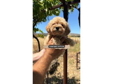 Orijinal toy poodle