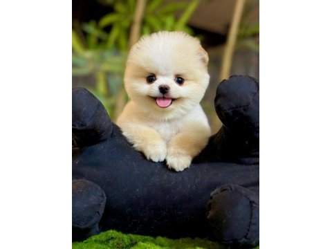 2 aylık erkek teacup pomeranian yavru