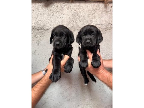Tarım ve orman bakanlığı onaylı çiftlikten labrador