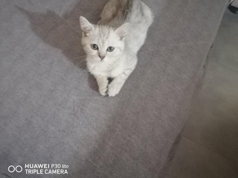 İki yavru 3 aylık british shorthair