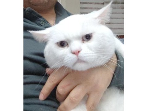 Mavi gözlü british shorthair pamuğum