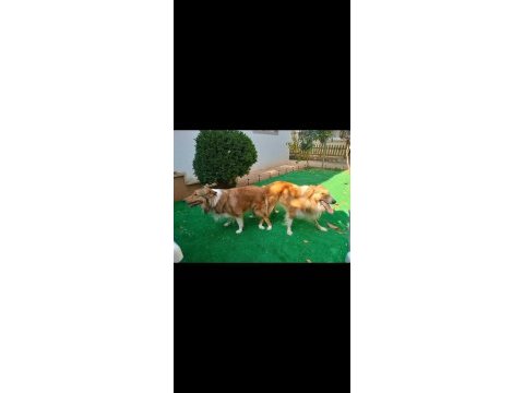 Dişi rough collie lessie yavrumuz yeni yuvasını arıyor