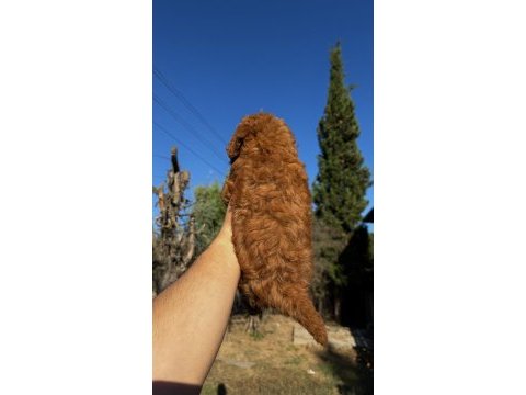 Wc eğitimli toy poodle yavrumuz yeni yuvasına hazır