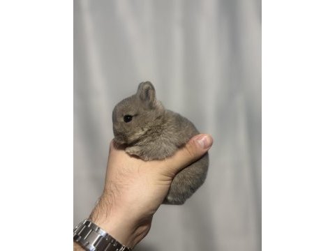 Veteriner hekimden hollanda lop mini lop ve cüce tavsan