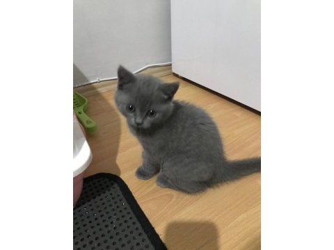 British shorthair kediler