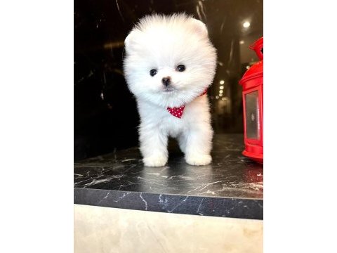 Kar beyaz pomeranian boo yavrusu