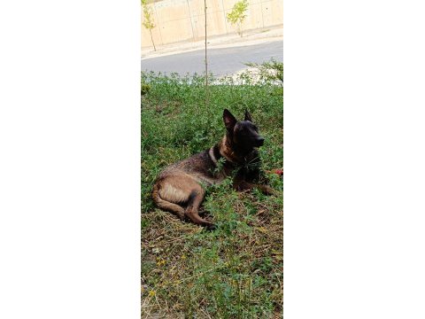 Safkan belçika kurdu yavrular – 20 ve 45 günlük