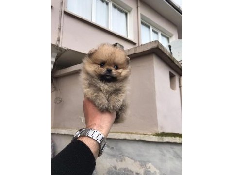 Üst kalite ayı surat pomeranian bebekler