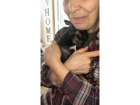 11 aylık dişi chihuahua