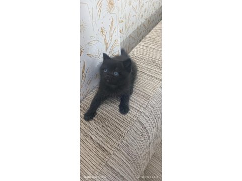 British shorthair en uygunu