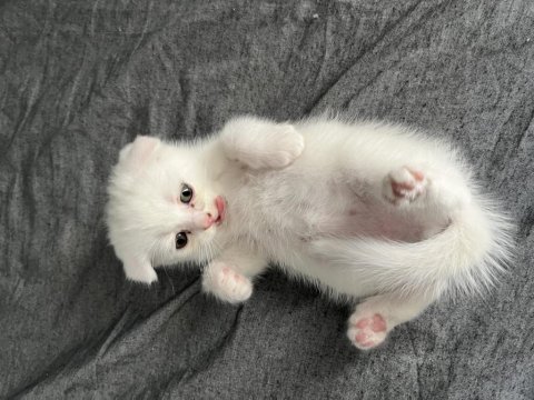 British shorthair yavru kediler