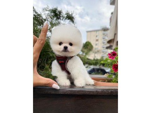 Güler yüzlü aranılan pomeranıan yavrum