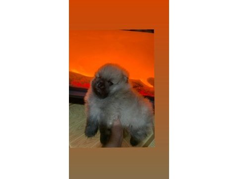 Pomeranian boo erkek teacup ayıcık