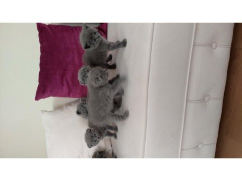 British shorthair scottish fold yavrular