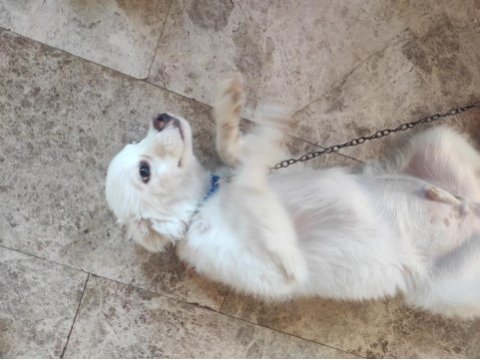 5 aylık beyaz terrier