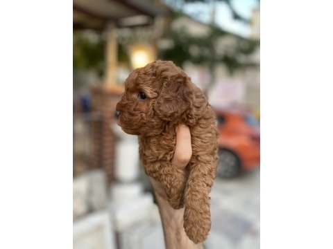 Toy poodle red brown yavrumuz uygun sahiplendirilecektir